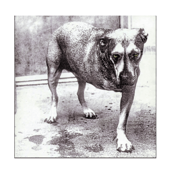 Alice In Chains – Alice In Chains